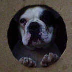 Avatar du membre